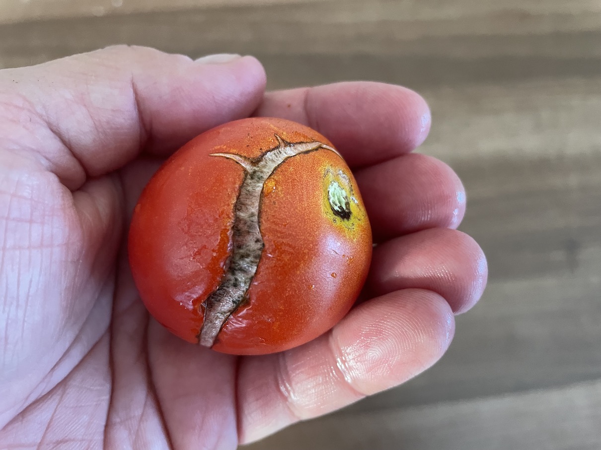 Popraskané rajče napadené plísní