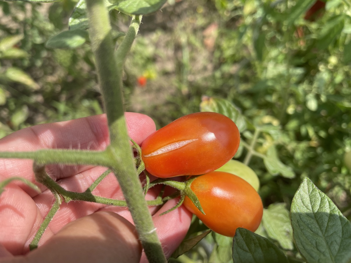 Popraskané rajče vhodné ke konzumaci