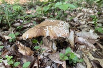 Stará plodnice hřibu dubového