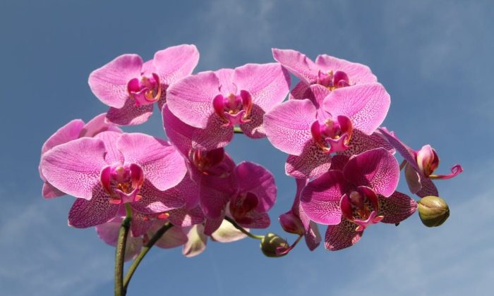 Orchidej