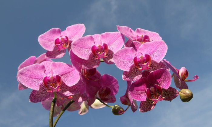 Orchidej