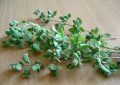oregano