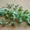 oregano