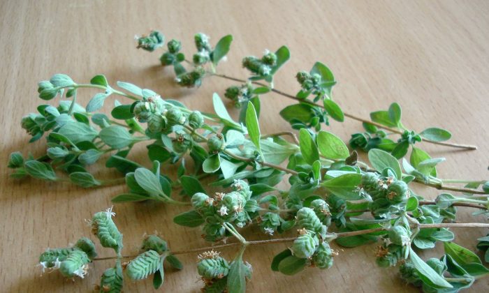 oregano