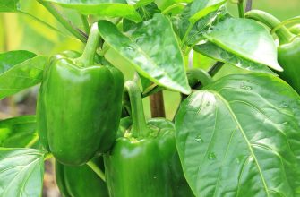 paprika