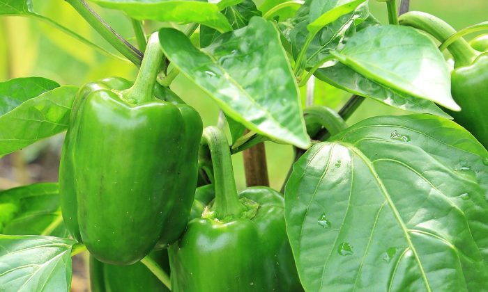 paprika
