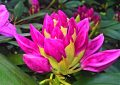 rododendron