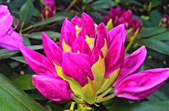 rododendron