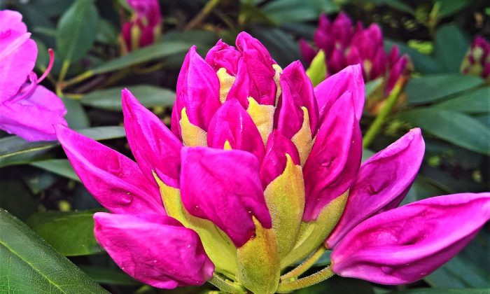rododendron
