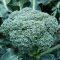 brokolice