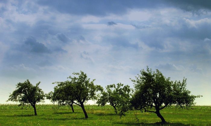 Jabloně