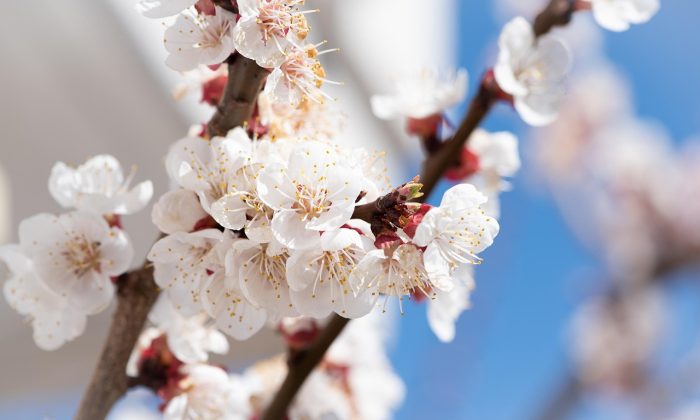 sakura