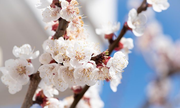 sakura