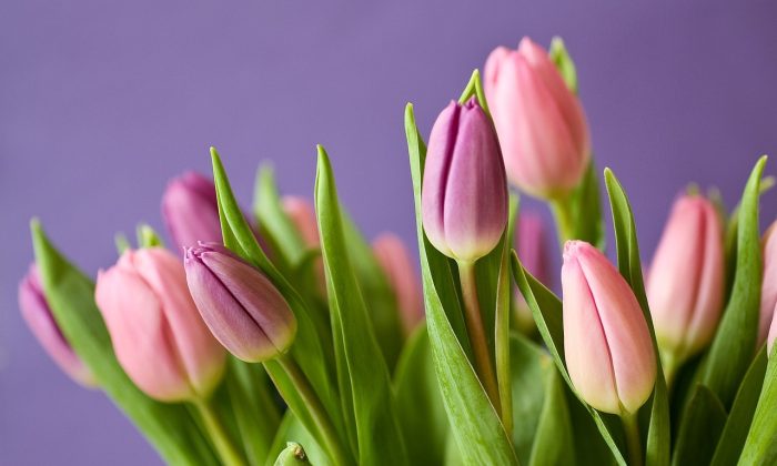 tulipány