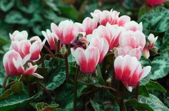 Brambořík brambořík, plíseň, sviluška, péče o pokojovky, škůdci