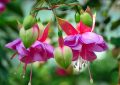 fuchsie