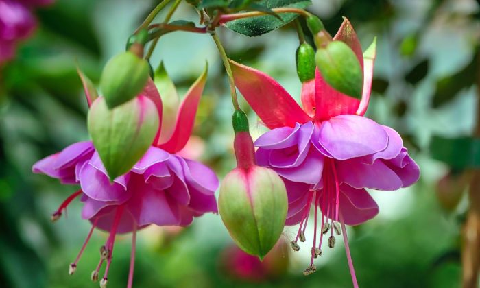 fuchsie