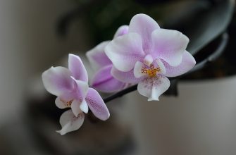 Orchideje