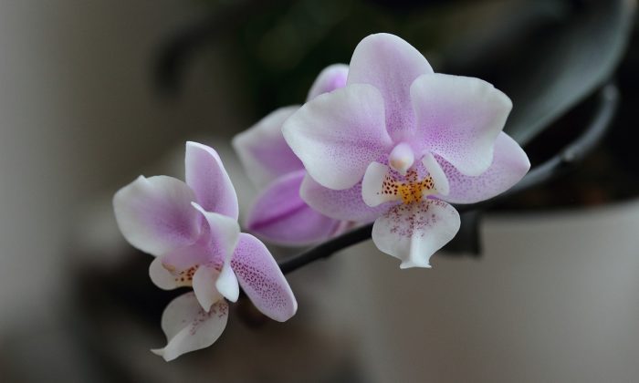 Orchideje