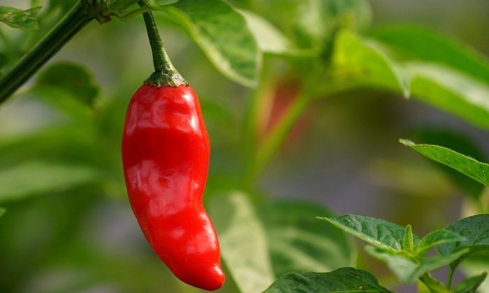 chilli paprika