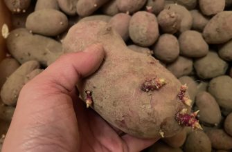 Klíčící brambory