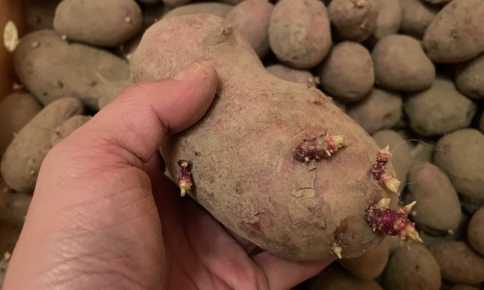 Klíčící brambory