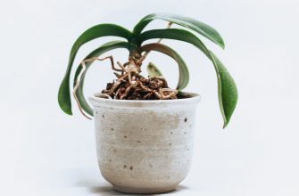 Orchidej