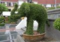 topiary