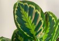 Calathea