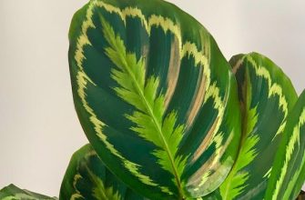 Calathea