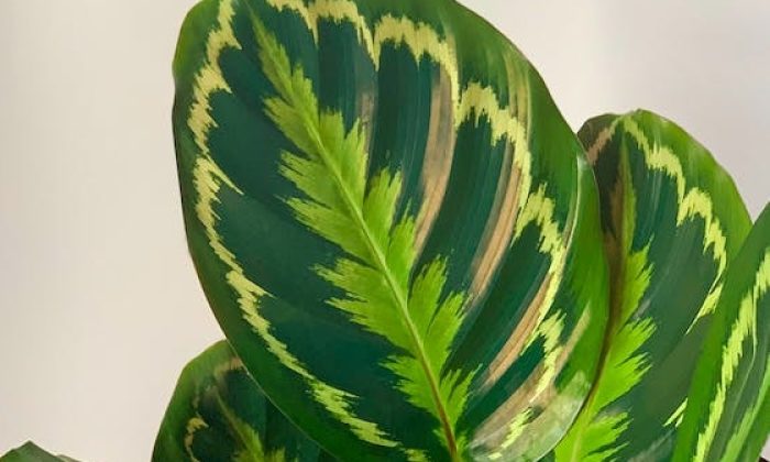 Calathea