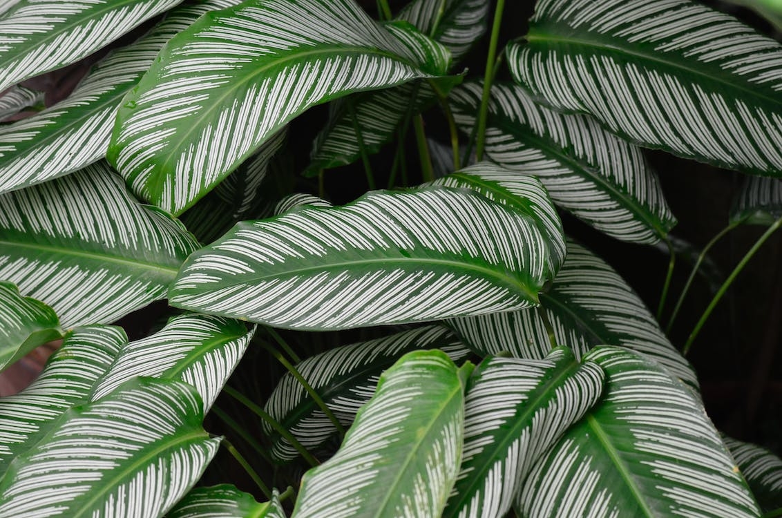 Calathea