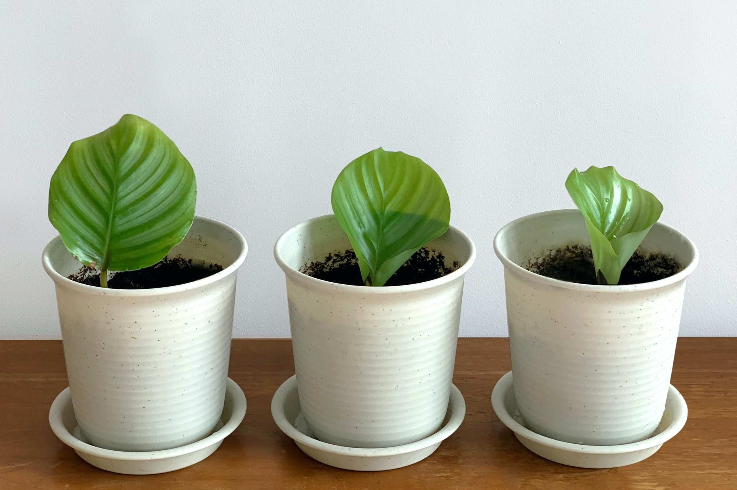 Calathea