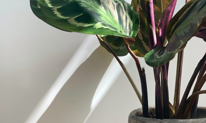 Calathea