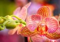 Jak používat Aloe vera pro vaše orchideje, Jak používat Aloe vera, orchideje, Jak na zálivku z Aloe vera, orchidej