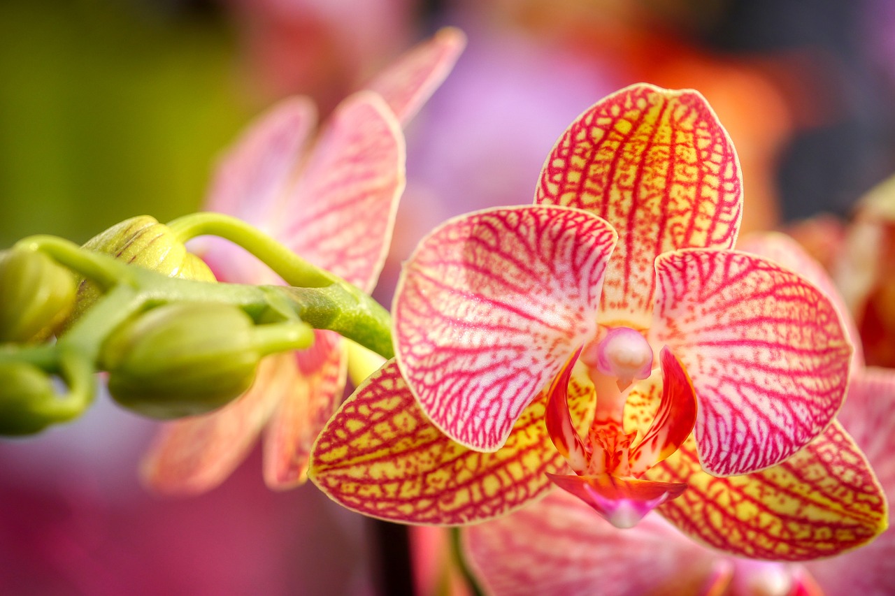 Orchidej