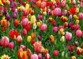 Tulipán