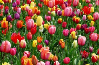 Tulipán