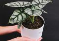 Alocasia