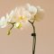 Bílá orchidej