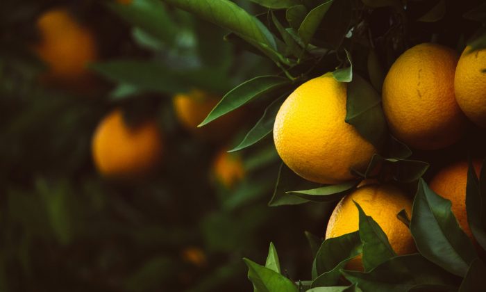 Citrusy