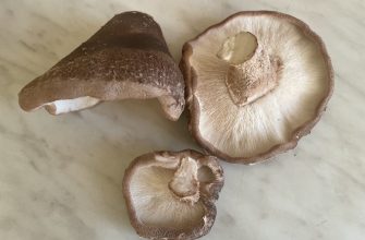 Houby shiitake