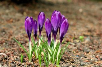 krokus