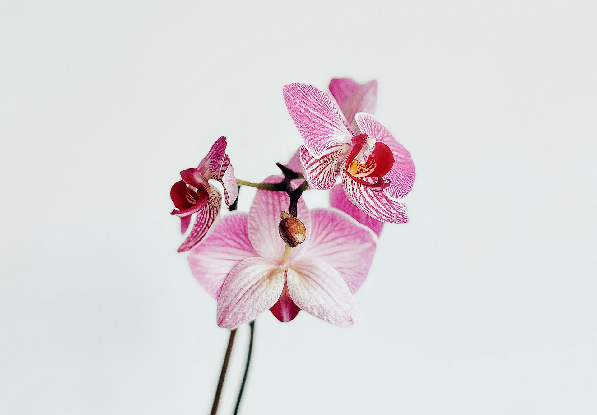 Orchidej