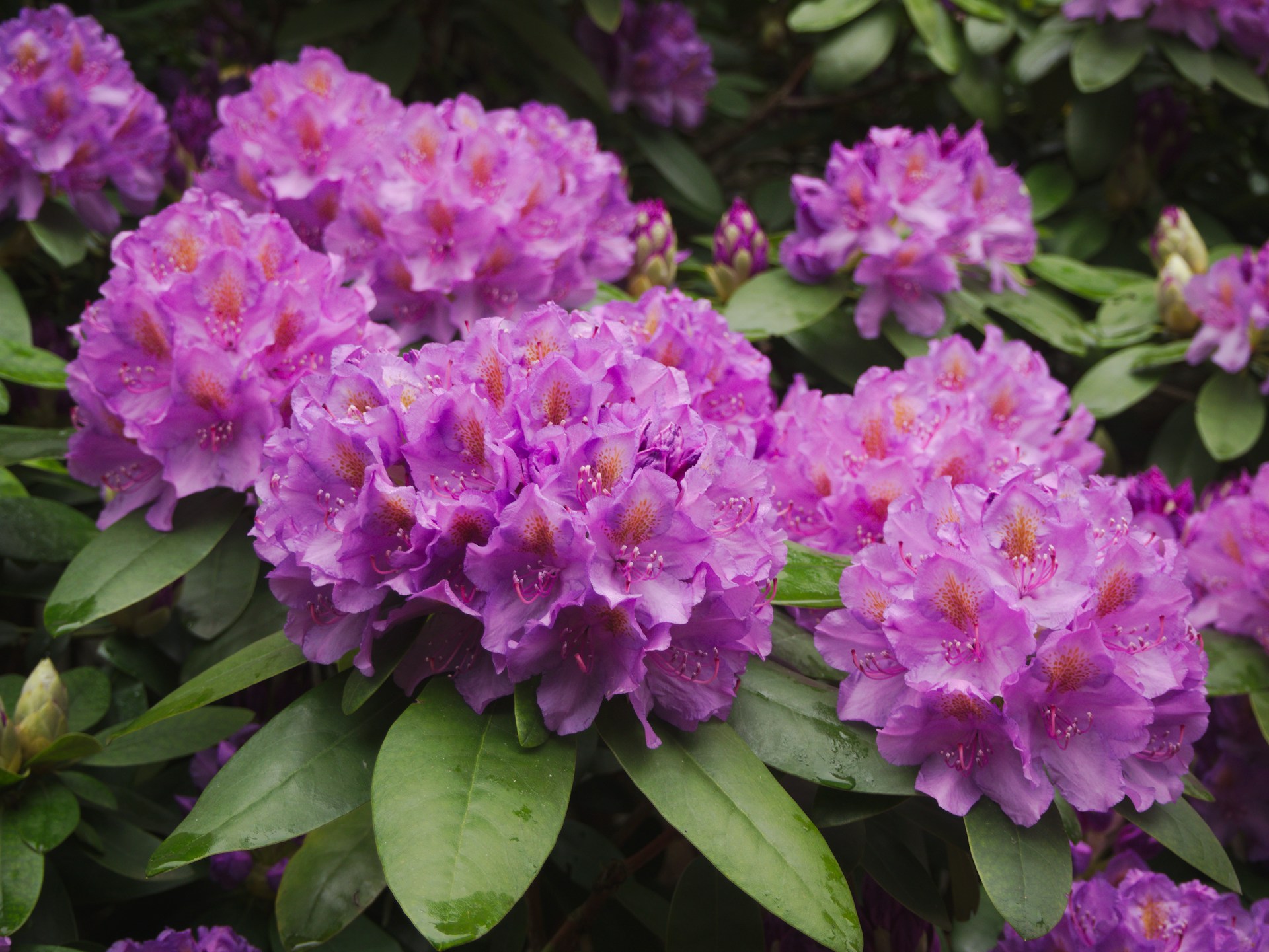 Rododendron