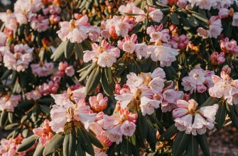 Rododendron