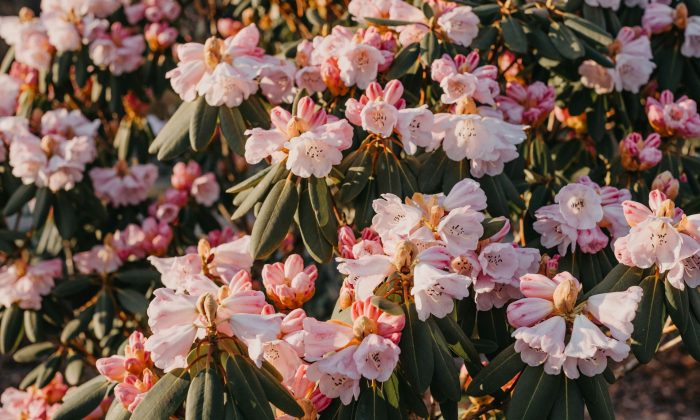 Rododendron