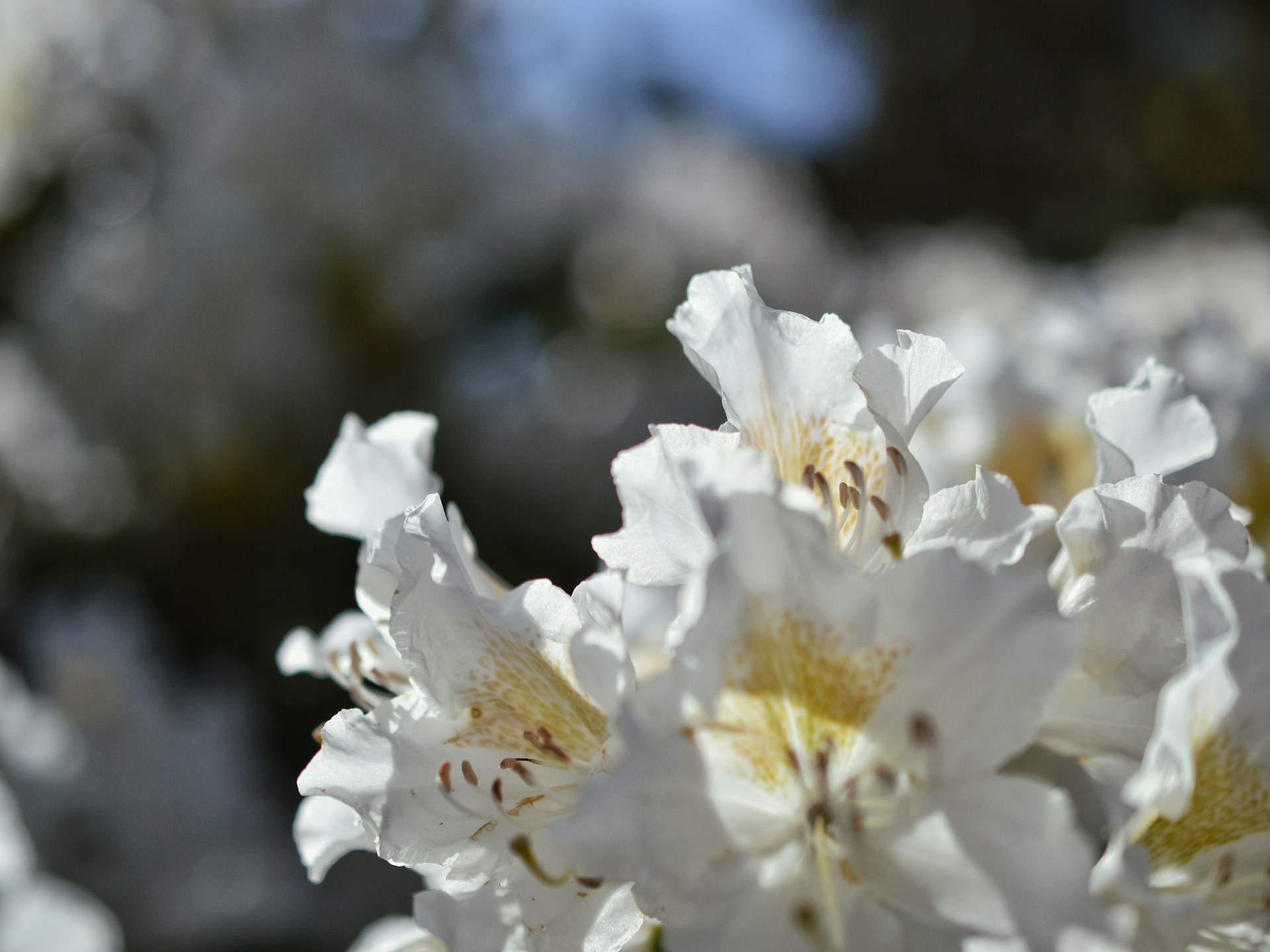 Rododendron