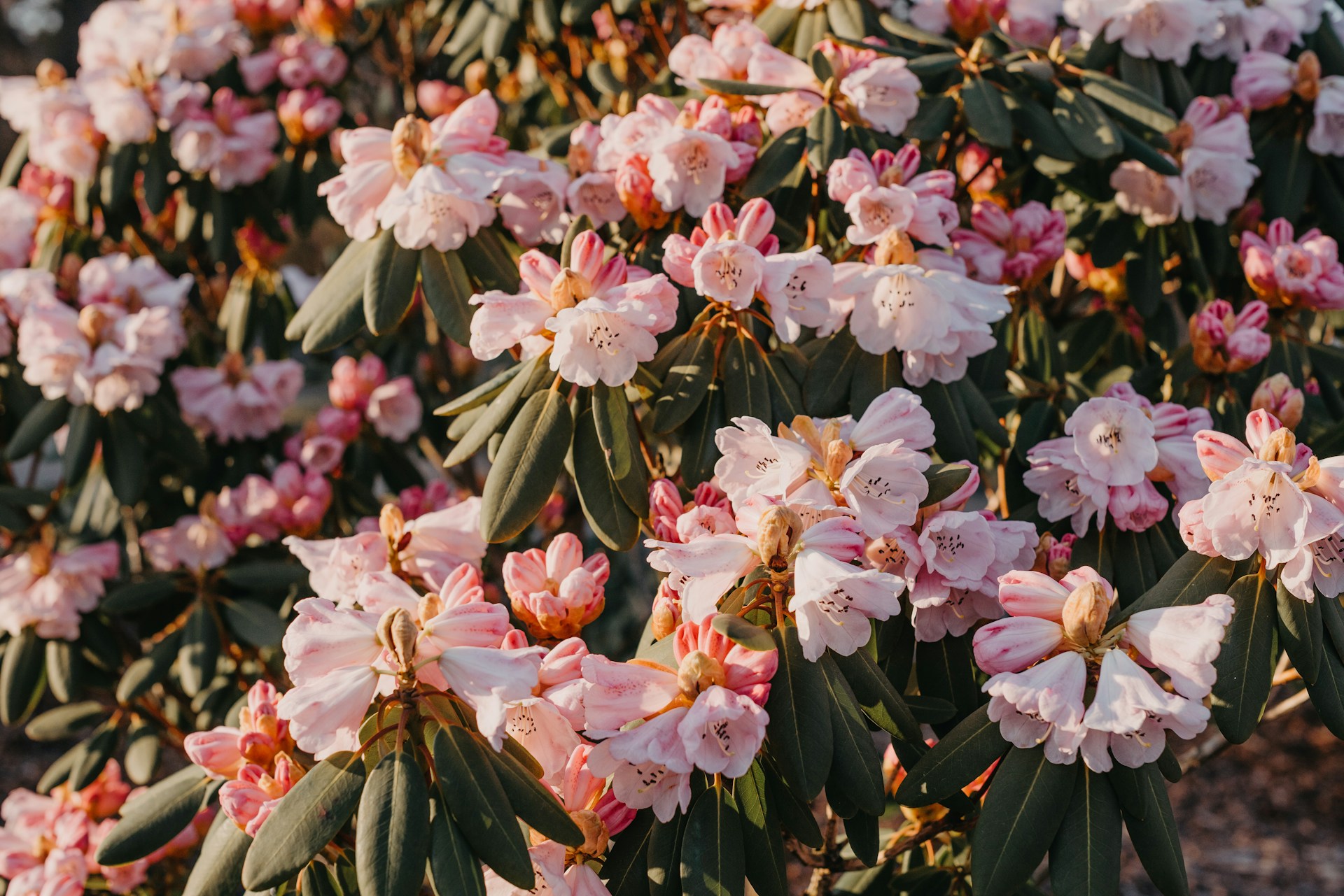 Rododendron