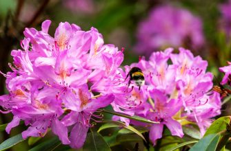 Rododendrony